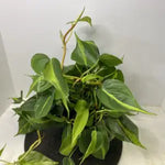 6" Brazil Philodendron Tub HOUSEPLANT RTS (bright indirect light)