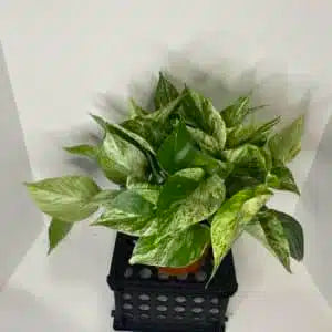 6" Marble Queen HOUSEPLANT RTS (bright indirect light)