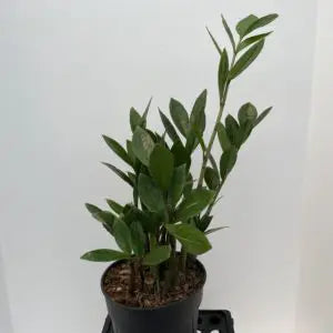 6" ZZ plant HOUSEPLANT RTS (low to bright indirect light)